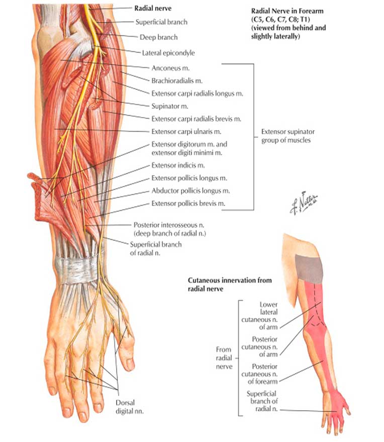 Lesoes do nervo radial 2